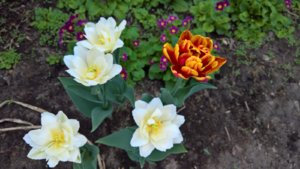 WP_20190514_14_07_05_Pro_LI.jpg