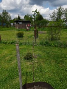 IMG_20190512_115136.jpg