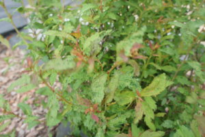 DSC03483.JPG