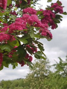 20190526_152128.jpg