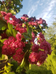 20190530_200035.jpg