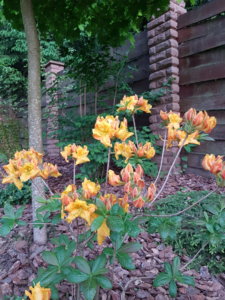 20190525_202311.jpg