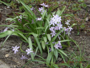 2019.05.28 Уч. № 2 Хиодонокса Violet Beauty_ DSCF3713.JPG