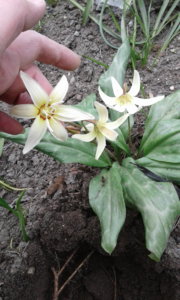 20190529 Erythronium White Beauty_123923.jpg