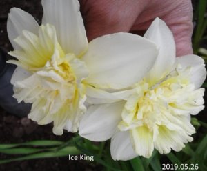 20190526 Ice King _ф_ 125901.jpg