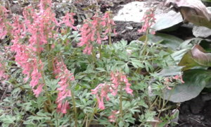 20190514 Хохлатка плотная Corydalis solida Beth Evans_183546.jpg