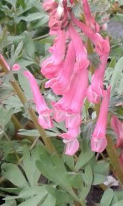 20190514 Хохлатка плотная Corydalis solida Beth Evans_183751.jpg