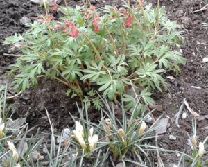 20190514 Хохлатка плотная Corydalis solida G.P.Baker_ф_ 183830.jpg