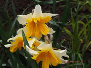 2019.06.04 Нарцисс Orangery (Оранжери)_  DSCF3754.JPG