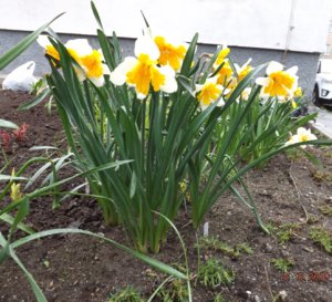 2019.06.04 Нарцисс Orangery (Оранжери)_ ф_ DSCF3756.jpg