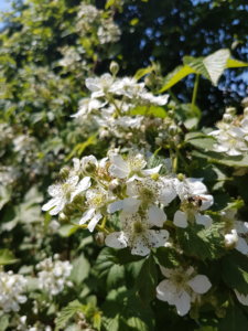 20190602_145117.jpg