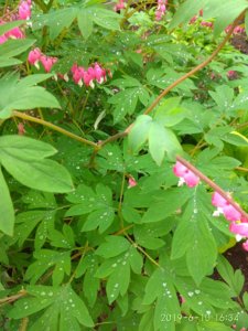 IMG_20190610_163415.jpg