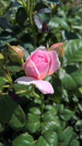 WP_20190611_14_05_22_Pro_LI.jpg