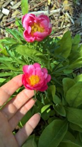 WP_20190611_11_04_35_Pro_LI.jpg