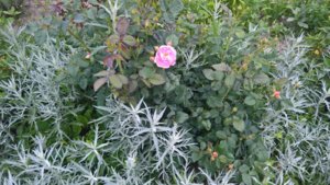 роза Scepter`d Isle.jpg