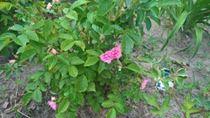 роза Pink Grootendorst.jpg