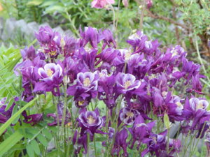 DSCN0287.JPG