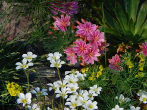 DSCN0153.JPG