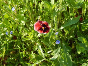 DSCN0186.JPG