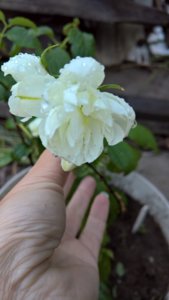 WP_20190616_20_08_36_Pro_LI.jpg