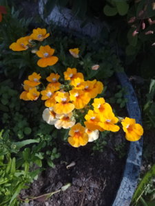IMG_20190617_094144.jpg