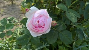 WP_20190618_15_31_11_Pro.jpg