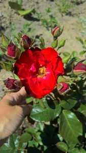 WP_20190620_09_51_40_Pro.jpg