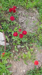 20190620_152054.jpg
