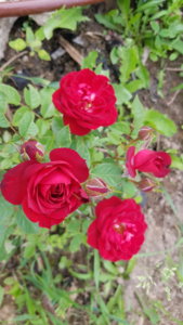 20190620_152100.jpg