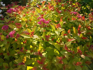 IMG_20190618_074458.jpg
