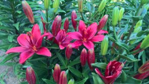 WP_20190622_14_22_11_Pro_LI.jpg