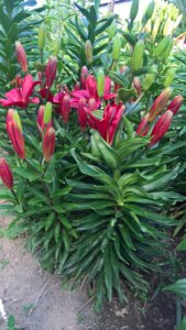 WP_20190622_14_22_21_Pro_LI.jpg