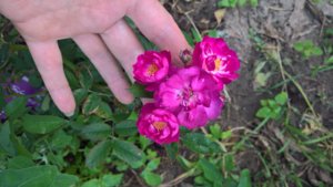 WP_20190622_14_25_20_Pro_LI.jpg