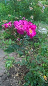 WP_20190622_14_25_51_Pro_LI.jpg