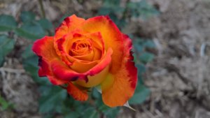 WP_20190624_10_31_52_Pro_LI.jpg