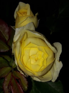 20190624_211951.jpg