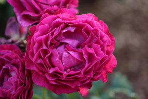 IMG_8034.JPG
