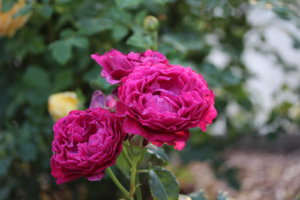 IMG_8033.JPG