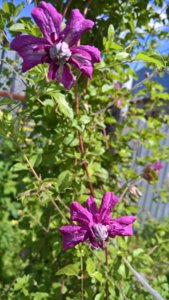 WP_20190625_14_08_38_Pro_LI.jpg