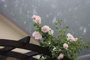 IMG_8339.JPG