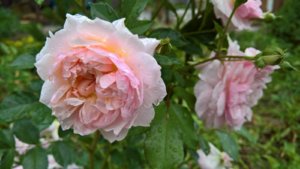 WP_20190627_13_22_51_Pro_LI.jpg