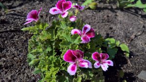WP_20190629_08_17_46_Pro_LI.jpg