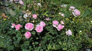 WP_20190626_14_50_54_Pro_LI.jpg