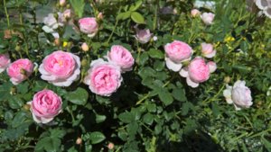 WP_20190626_14_51_04_Pro_LI.jpg