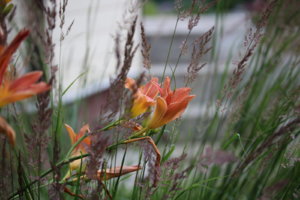 IMG_8503.JPG