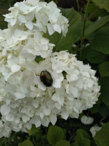 IMG_20190629_131451.jpg