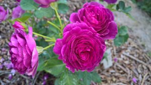 WP_20190701_13_45_12_Pro_LI.jpg
