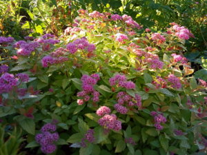 IMG_20190624_071717.jpg