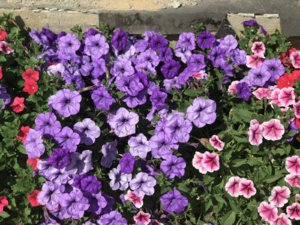 8CBBFA02-1C3B-4965-8C95-F86D99600FF0.jpeg