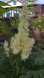 WP_20190704_14_46_13_Pro.jpg